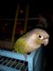 Green Cheek Conure Birds for sale in Pensacola, FL 32507, USA. price: NA