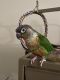 Green Cheek Conure Birds for sale in 5364 Tall Oaks Dr, Flint, MI 48507, USA. price: NA