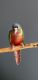 Green Cheek Conure Birds for sale in Geneva, IL, USA. price: NA