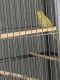 Green-cheeked Parakeet Birds for sale in Cincinnati, Ohio, EE. UU.. price: $30
