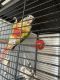 Green-cheeked Parakeet Birds for sale in Garner, NC, USA. price: $350