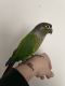 Green-cheeked Parakeet Birds for sale in Farmingdale, NY 11735, USA. price: NA