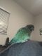 Green-cheeked Parakeet Birds