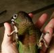 Green-cheeked Parakeet Birds