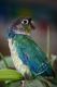 Green-cheeked Parakeet Birds for sale in South Elgin, IL, USA. price: NA