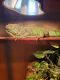 Green Iguana Reptiles for sale in Norwalk, OH 44857, USA. price: NA