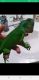 Green Iguana Reptiles for sale in Childersburg, AL, USA. price: $200