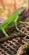 Green Iguana Reptiles for sale in Bentonville City Square, Bentonville, AR 72712, USA. price: $400