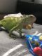 Green Iguana Reptiles for sale in Des Moines, IA, USA. price: $250