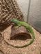 Green Iguana Reptiles for sale in Tucson, AZ, USA. price: $100