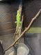 Green Iguana Reptiles for sale in Cleveland, TN, USA. price: $150