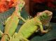 Green Iguana Reptiles for sale in Cleveland, OH, USA. price: NA