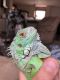 Green Iguana Reptiles