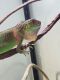 Green Iguana Reptiles for sale in Kittanning, PA 16201, USA. price: NA