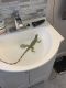 Green Iguana Reptiles for sale in Findlay, OH 45840, USA. price: NA