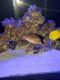 Green spotted puffer Fishes for sale in Hollywood, FL, USA. price: $75