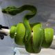 Green tree python Reptiles