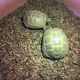 Green turtle Reptiles for sale in Hesperia, CA, USA. price: $250