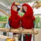 Green-Winged Macaw Birds for sale in Milwaukee, WI, USA. price: $500
