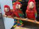 Green-Winged Macaw Birds for sale in Los Angeles St, Eilat, Israel. price: 850 ILS
