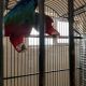 Green-Winged Macaw Birds for sale in New York, NY, USA. price: $750