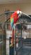 Green-Winged Macaw Birds for sale in Ashburn, VA, USA. price: NA