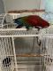 Green-Winged Macaw Birds