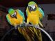 Green-Winged Macaw Birds for sale in Columbus, OH, USA. price: NA