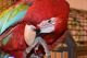 Green-Winged Macaw Birds for sale in New York, NY, USA. price: NA