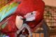 Green-Winged Macaw Birds for sale in Dallas, TX, USA. price: NA
