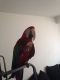 Green-Winged Macaw Birds for sale in Agua Dulce, CA 91390, USA. price: NA