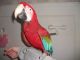 Green-Winged Macaw Birds for sale in Idaho Falls, ID, USA. price: NA