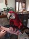 Green-Winged Macaw Birds for sale in San Diego, CA, USA. price: $2,400