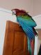 Green-Winged Macaw Birds for sale in Los Angeles, CA 90001, USA. price: NA