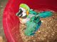 Green-Winged Macaw Birds for sale in California State Route 2, Los Angeles, CA, USA. price: $500