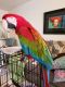 Green-Winged Macaw Birds for sale in Boynton Beach, FL, USA. price: NA
