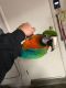 Green-Winged Macaw Birds for sale in Provo-Orem, UT, UT, USA. price: NA