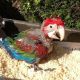 Green-Winged Macaw Birds for sale in Fresno, CA 93720, USA. price: NA