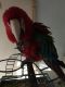 Green-Winged Macaw Birds for sale in Tucson, AZ, USA. price: $1,500