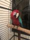 Green-Winged Macaw Birds for sale in Fort Myers, FL, USA. price: $3,500