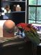 Green-Winged Macaw Birds