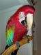 Green-Winged Macaw Birds for sale in Fresno, CA, USA. price: NA