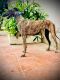 Greyhound Puppies for sale in Pimpri-Chinchwad, Maharashtra, India. price: 10 INR
