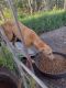 Greyhound Puppies for sale in Eureka, KS 67045, USA. price: $700