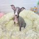 Greyhound Puppies for sale in New York, NY, USA. price: $200
