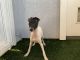 Greyhound Puppies for sale in Dana Point, CA, USA. price: $1,800