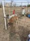Greyhound Puppies for sale in Amarillo, TX, USA. price: $800