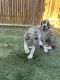 Greyhound Puppies for sale in Wasco, CA 93280, USA. price: $1,000