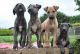 Greyhound Puppies for sale in Honolulu, HI, USA. price: NA