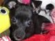 Greyhound Puppies for sale in Frederick, MD, USA. price: NA
